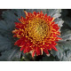 Chrysanten Tom Pearce grootbloemig