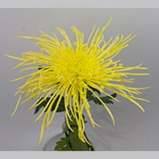 Chrysanten Maxim Yellow spinchrysant