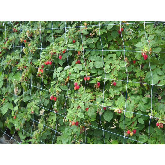 Carnea Steungaas groen maas 20x20 cm. 2x5 meter