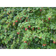 Carnea Steungaas groen maas 20x20 cm. 2x5 meter Carnea Steungaas groen maas 20x20 cm. 2x5 meter