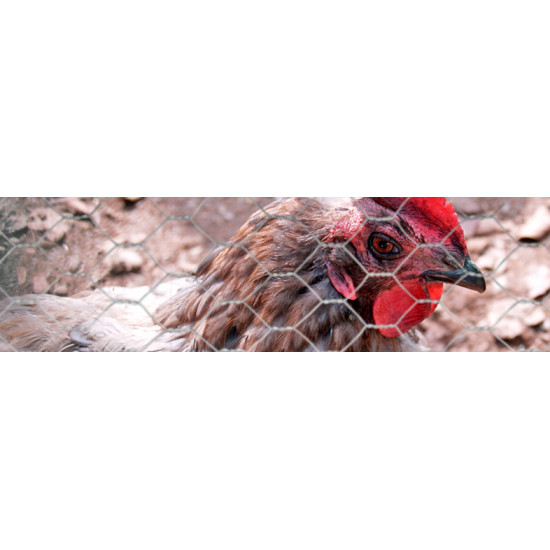 Gaas (Avigal) zeskant (verzinkt) 50,0 x 2000 x 1,0 mm Gaas (Avigal) zeskant (verzinkt) 50,0 x 2000 x 1,0 mm