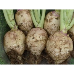 Voederkoolrapen Gele Hollandse Blauwkop (1 kg.)