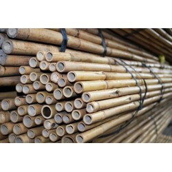 Tonkinstokken / Bamboestokken 12 voet 360x24/26 Tonkinstokken / Bamboestokken 12 voet 360x24/26
