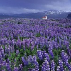 Lupine