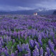 (83100) Lupine blauwe