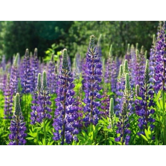 (83100) Lupine blauwe