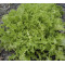 Andijvie Wallone (Biologisch) (71020)