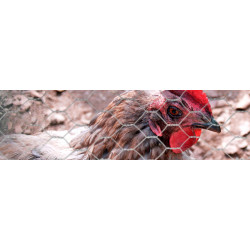Gaas (Avigal) zeskant (verzinkt) 13,0 x 1500 x 0,7 mm (per meter)