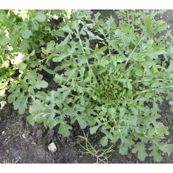 Rucola coltivata Esmee (Biologisch) (71760)