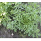 Rucola coltivata Esmee (Biologisch) (71760)