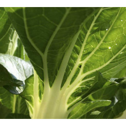 Snijbiet Groene Gewone (Biologisch) (71890)