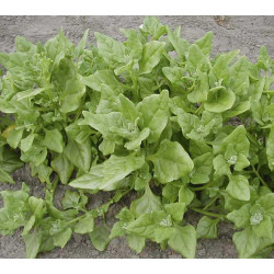 Nieuw Zeelandse Spinazie (Biologisch) (71610) Nieuw Zeelandse Spinazie (Biologisch) (71610)