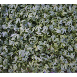 Tuinkers Cressida (Biologisch) (71980) Tuinkers Cressida (Biologisch) (71980)