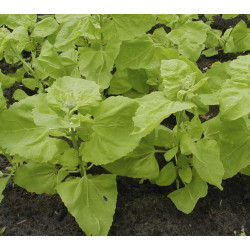 Tuinmelde Lichtgroene (Biologisch) (71990) Tuinmelde Lichtgroene (Biologisch) (71990)