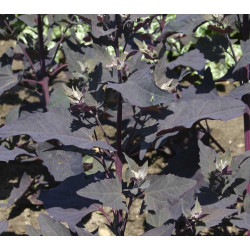 Tuinmelde Rode varieteit (Biologisch) (72000) Tuinmelde Rode varieteit (Biologisch) (72000)