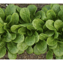 Veldsla Vit (Biologisch) (71880) Veldsla Vit (Biologisch) (71880)