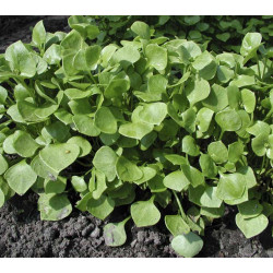Winterpostelein (Biologisch) (72030)