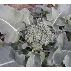 Broccoli Groene Calabrese (Biologisch) (71460)