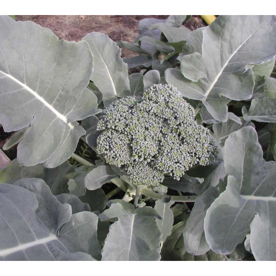 Broccoli Groene Calabrese (Biologisch) (71460)
