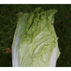 Chinese kool Granaat (Biologisch) (71470)