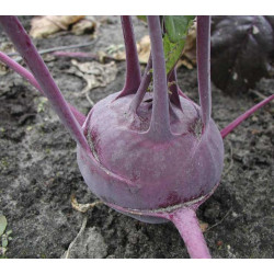 Koolrabi Delikatess Blauwe (Biologisch) (71480)
