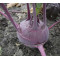 Koolrabi Delikatess Blauwe (Biologisch) (71480)
