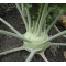 Koolrabi Superschmelz (Biologisch) (71500)