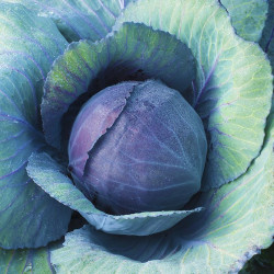 Rode Kool Langedijker bewaar 2 (Biologisch) (71510) Rode Kool Langedijker bewaar 2 (Biologisch) (71510)