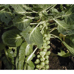 Spruitkool Groninger (Biologisch) (71580)