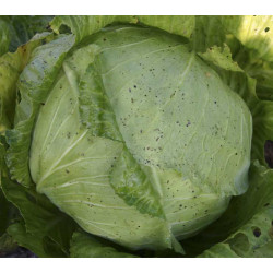 Witte Kool Roem van Enkhuizen 2 (Biologisch) (71540) Witte Kool Roem van Enkhuizen 2 (Biologisch) (71540)