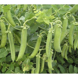 Doperwten Senator (hoog) (Biologisch) (71290) Doperwten Senator (hoog) (Biologisch) (71290)