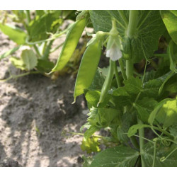 Peulen Norli (Stampeul) (Biologisch) (71300) Peulen Norli (Stampeul) (Biologisch) (71300)