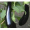Aubergine Violetta Lunga 3 (Biologisch) (71025)