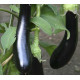 Aubergine Violetta Lunga 3 (Biologisch) (71025)