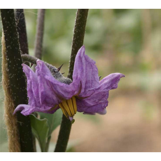 Aubergine Violetta Lunga 3 (Biologisch) (71025)