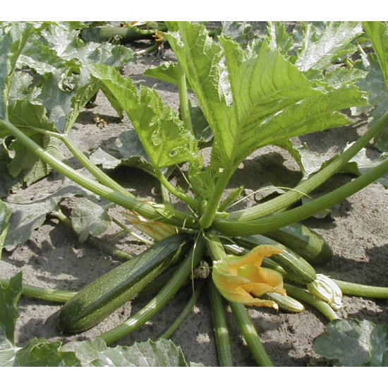 Courgette Zucchini (Biologisch) (71350)