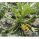 Courgette Zucchini (Biologisch) (71350)