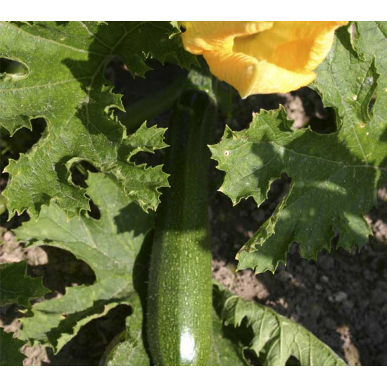 Courgette Zucchini (Biologisch) (71350)