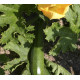 Courgette Zucchini (Biologisch) (71350)