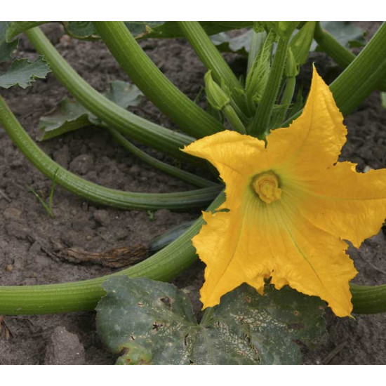 Courgette Zucchini (Biologisch) (71350)