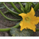 Courgette Zucchini (Biologisch) (71350)