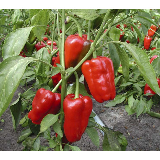 Paprika Jubilanska (Biologisch) (71620)