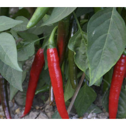 Peper Westlandse Lange Rode (Biologisch) (71640) Peper Westlandse Lange Rode (Biologisch) (71640)