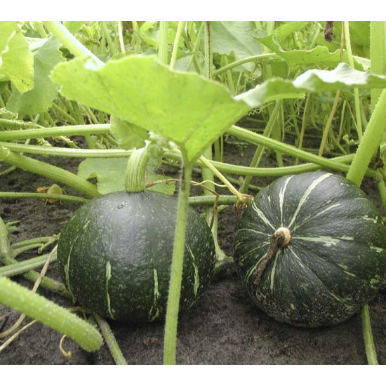 Pompoenen Groene Hokkaido (Biologisch) (71660)