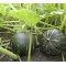 Pompoenen Groene Hokkaido (Biologisch) (71660)