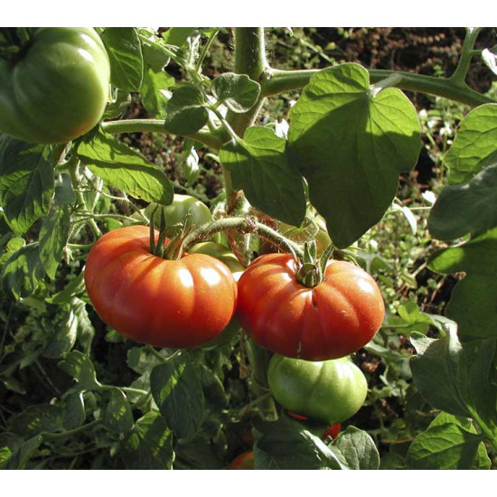 Tomaten Marmande (Biologisch) (71950)