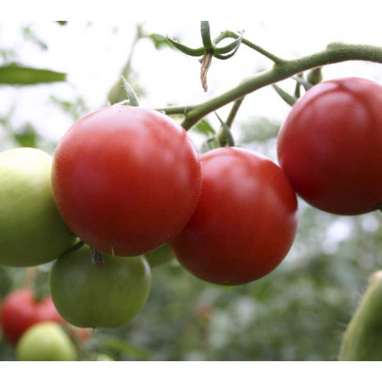Tomaten Matina (Biologisch) (71960)
