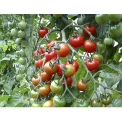 Tomaten Zuckertraube (Biologisch) (71970) Tomaten Zuckertraube (Biologisch) (71970)