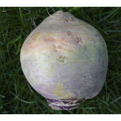 Koolraap Friese Gele (Biologisch) (71590)