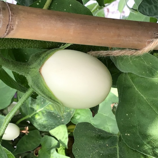 (22074) Aubergine White Eggs